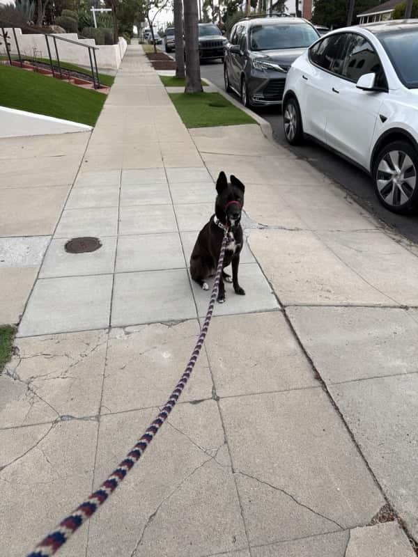 A picture of a black dog named Bowie sitting, taken on July 5 2025 at 6:37 am